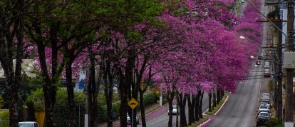 Basta andar pelas ruas de Chapecó para encontrar os ipês floridos nesta época do ano. Foto: Jessica Edel/Blog Notas de Viagem