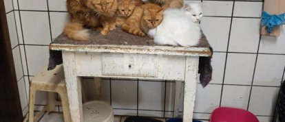 Resgate de gatos em apartamento de Concórdia termina com cerca de 230 animais retirados