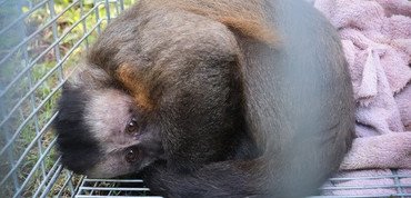 Ibama desativa o último criadouro de macacos-prego do país, que funcionava em Xanxerê, por maus-tratos