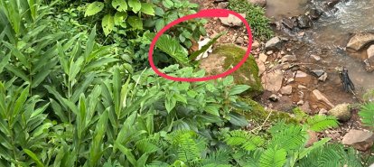 Bombeiros resgatam cachorro ilhado às margens do rio em Seara