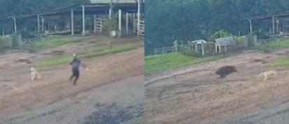 VÍDEO: Um homem passou por um grande susto ao ser surpreendido por um javali no interior de Ponte Alta 