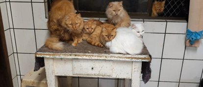 Caso de mais de 400 gatos em apartamento mobiliza protetoras e veterinários em Concórdia