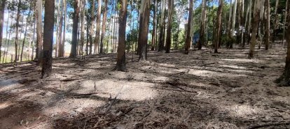 Incêndio florestal atinge plantação de eucalipto no Oeste