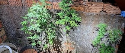 Pés de maconha são apreendidos em residência após homem tentar se esconder da PM em Xanxerê 