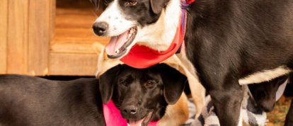 Prefeitura de Xanxerê abre inscrições para castração gratuita de fêmeas pelo Programa Pet Levado a Sério