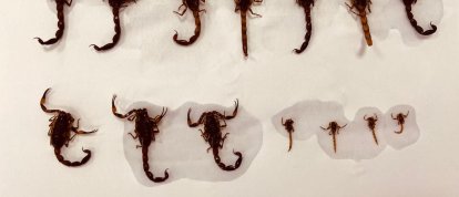 Foto: Assessoria de imprensa