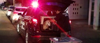 Polícia Civil e ONG resgatam cadela vítima de maus-tratos após atropelamento em Faxinal dos Guedes