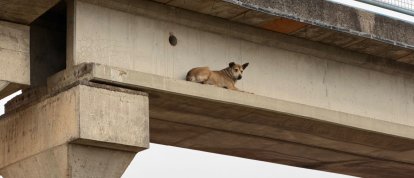 VÍDEO: Resgate de cão preso em passarela chama atenção em Xanxerê