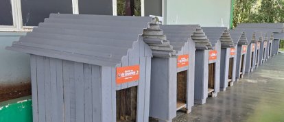 São Domingos lança programa para oferecer abrigo a animais em situação de vulnerabilidade