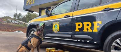 VÍDEO: Cães farejadores encontram 35 quilos de drogas escondidos no catalisador de carreta em Xanxerê