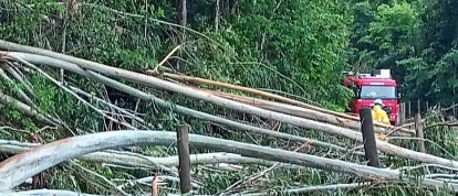 Bombeiros retiram cerca de 20 árvores e liberam estrada na Linha Cambuizal, em Xanxerê