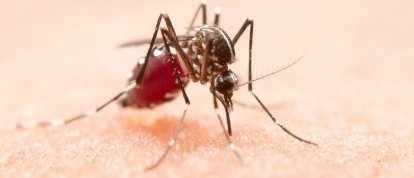 Xanxerê confirma caso importado de dengue e intensifica ações de combate ao mosquito