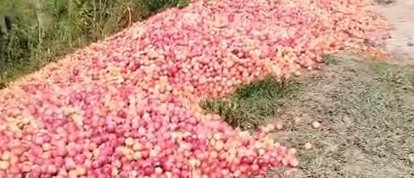 VÍDEO: Sem mercado, produtor descarta 50 toneladas de ameixa em Urubici