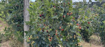 VÍDEO: produtor de Xanxerê colhe primeira safra de amoras