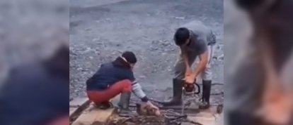 VÍDEO: Cachorro é resgatado de ponte durante enchente em Urubici e cena emociona moradores