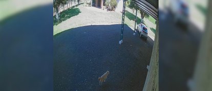 Polícia Civil indicia homem por abandono de cachorro no interior de Xanxerê