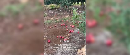 VÍDEO: maçãs prontas para colheita caem a precisam ser descartadas por falta de mão de obra em São Joaquim, Serra catarinense