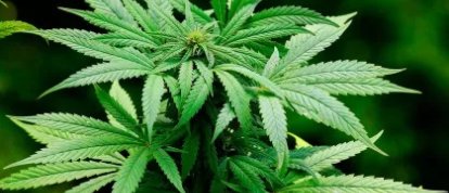 Casal que cultivava maconha para vender no próprio sítio é condenado em SC