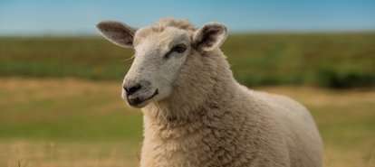 Primeiro Texel do Milhão será realizado durante a ExpoFemi 2026