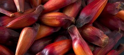 Colheita do pinhão começa em SC com previsão menor, mas preços devem subir