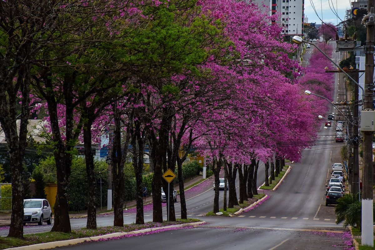Florada dos ipês colore ruas de Chapecó
