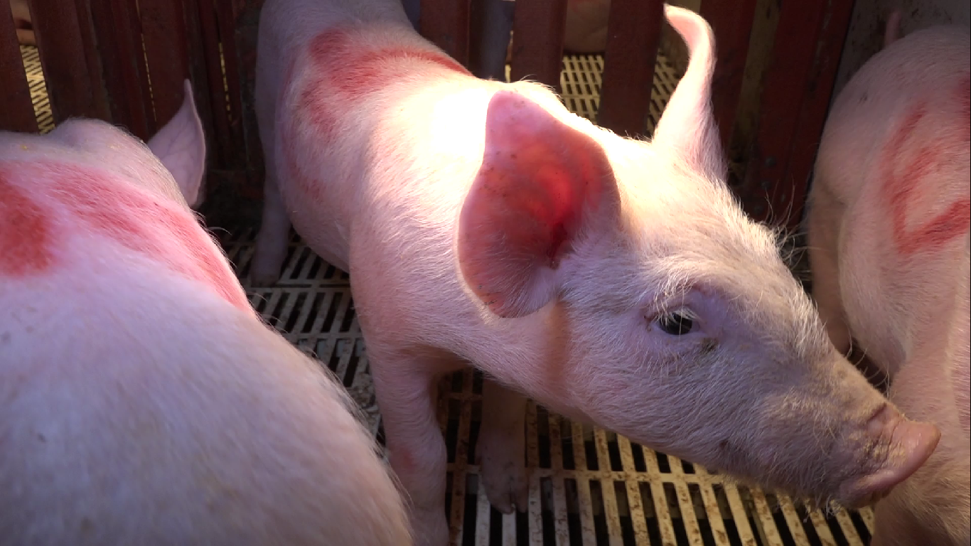 Pesquisa na Unoesc avalia tratamentos alternativos ao uso de antibióticos em suínos