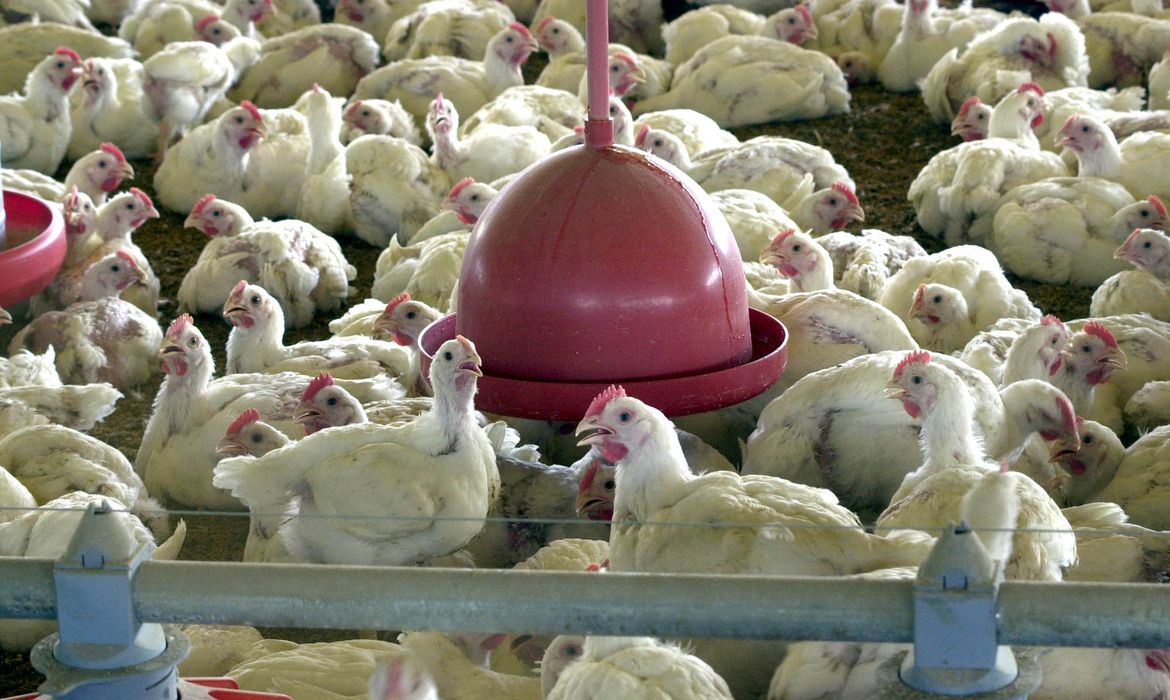 Chile suspende exportaciones de pollo tras caso de gripe aviar